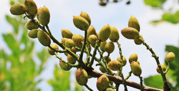 Featuring our Pistachios – “The smiling nut”