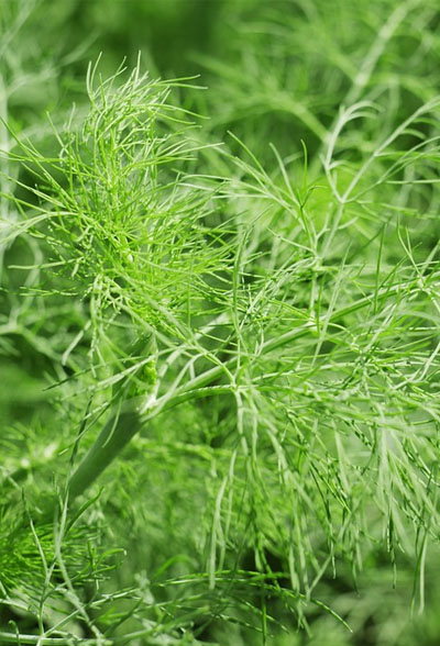 Herb Dill Leaves