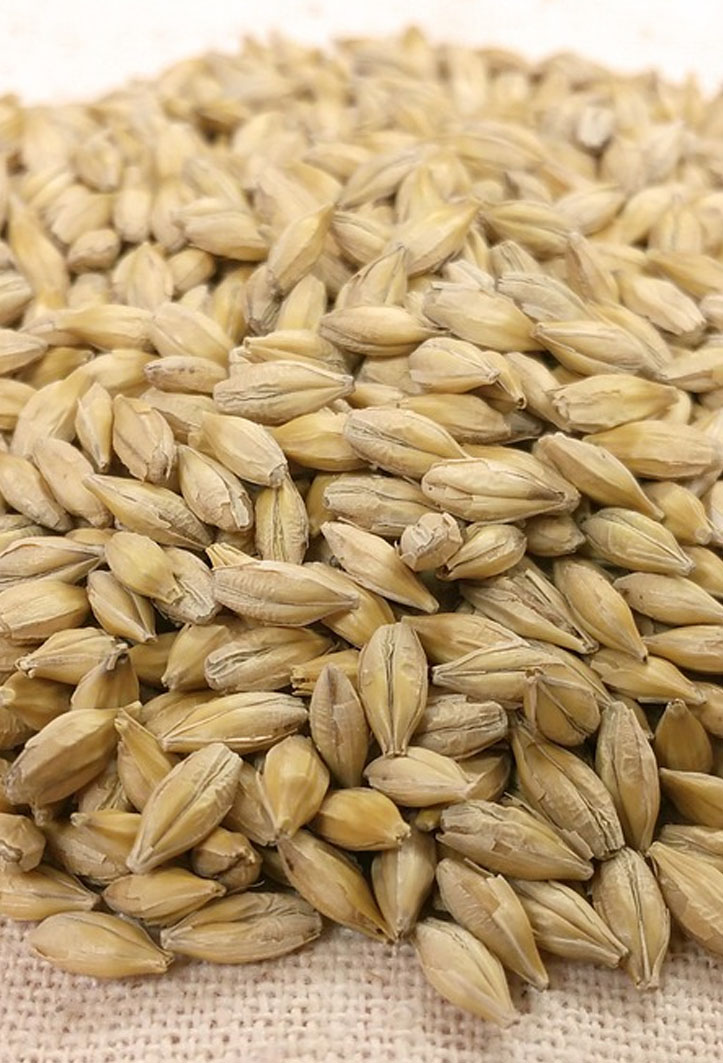 Barley Seeds 