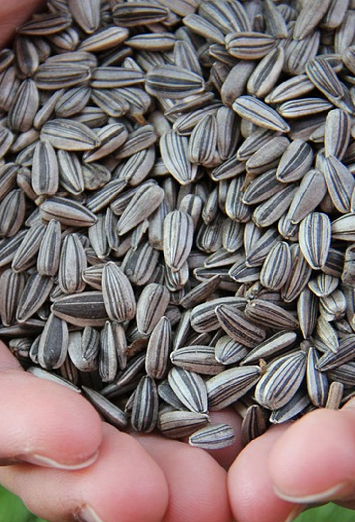 Sunflower Seeds 
